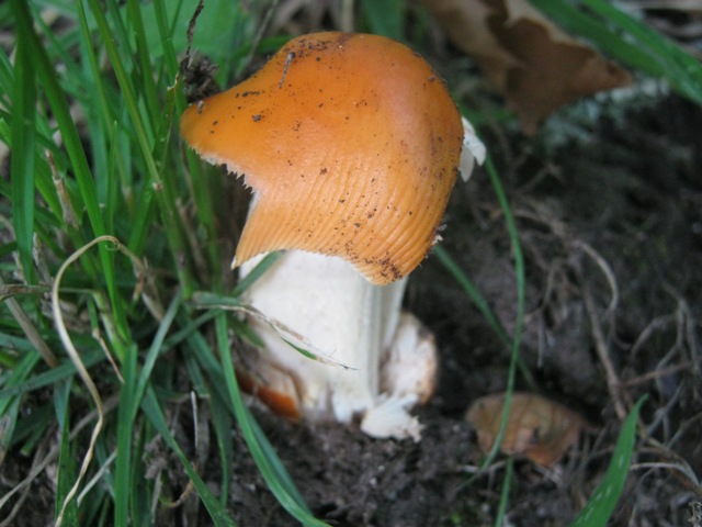 Fungo arancione